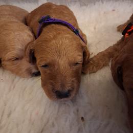 Purple Collar Girl - Red  female Poodle puppy in Hogansville, Georgia from Grace Colt Farms