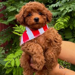 Corey Green (Boy 5) - Red  male Poodle puppy in Miami, Florida from Katy's Toy Poodles & Doodles