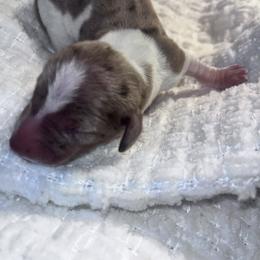 Trigger - Dapple male Dachshund puppy in Turtletown, Tennessee from Stachia’s C4 Dachshunds