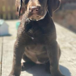 Labrador Retriever Puppies from On My Side Kennels