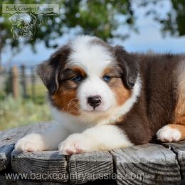 DBMM-1 - Blue merle male Miniature American Shepherd puppy in Baker City, Oregon from Back Country Aussies