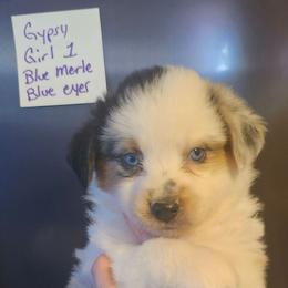 Girl 1 - Blue merle female Miniature Australian Shepherd puppy in Hampton, Tennessee from TC Farms Stock Dogs - Miniature Australian Shepherds