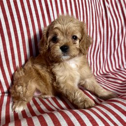 Girl 2 - female Cavapoo puppy in Springfield, Missouri from Ozark Mountain Cavaliers