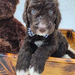 Aussiedoodle Puppies from The Cuddly Dood Ranch