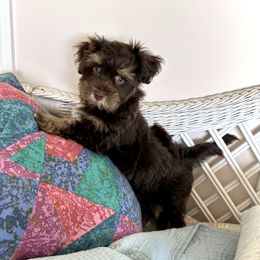 Sequoia - Chocolate sable male Havanese puppy in Trenton, Florida from Heavenly Havanese of Florida