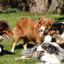 Ruthie - Australian Shepherd