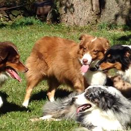 Ruthie - Australian Shepherd