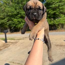 Yellow - Fawn male Cane Corso puppy in Opelousas, Louisiana from Azelees Cane Corso