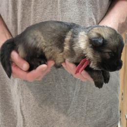 Red Girl - Sable female German Shepherd puppy in Lake George, Colorado from High Country German Shepherds