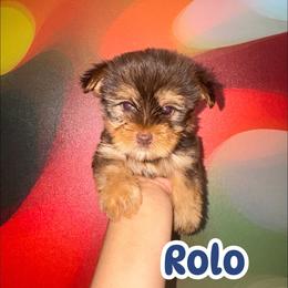 Rolo - Chocolate, tan and white male Yorkshire Terrier puppy in Flowood, Mississippi from Prissy PawPals
