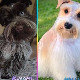 Miniature Schnauzer puppies from Central Florida Schnauzers