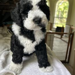 Hera - Black female Australian Labradoodle puppy in Chuluota, Florida from Delano Australian Labradoodles