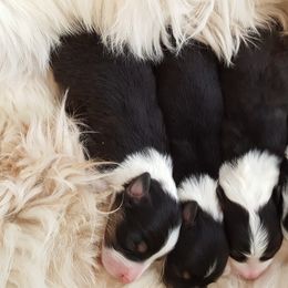 Australian Shepherd Puppies from Antique Aussies
