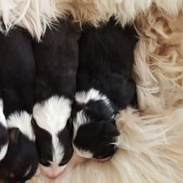 Australian Shepherd Puppies from Antique Aussies