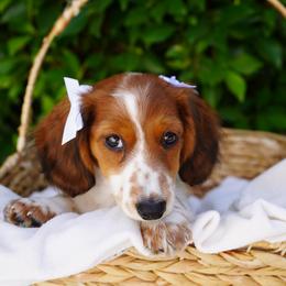 Ada - Piebald female Dachshund puppy in Temecula, California from Naomi Magee's Dachshund Kennel