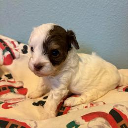 Maple - Parti female Yorkipoo puppy in Carlotta, California from Lost Coast Bernese Mountain Dogs