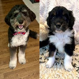 Aussiedoodle Puppies from A Dose Of Doodle