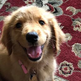 Golden Retriever Puppies from Precious Golden Retrievers