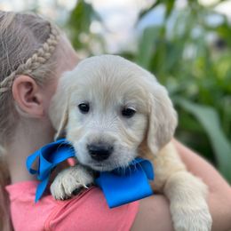 Mr Blue - Light golden male Golden Retriever puppy in Nampa, Idaho from Farmhouse Goldens