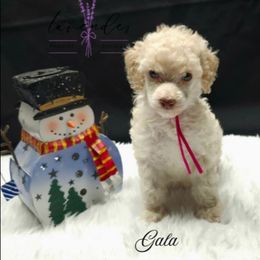 Gala - Cream female Poodle puppy in Mancelona, Michigan from Lavender poodles & doodles