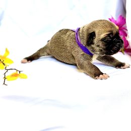 Cane Corso Puppies from Mostro Legacy Kennel