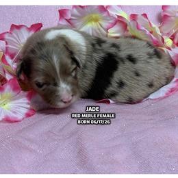 Jade - Red merle female Australian Shepherd puppy in Bethany, Connecticut from Wynter Thyme Manor Australian shepherds