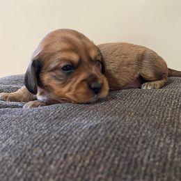 Dachshunds from Angell Weens