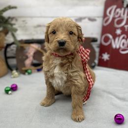 India - Cream female Goldendoodle puppy in Lisbon, Ohio from Willow Lane Doodles