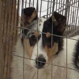 Fancy - Collie