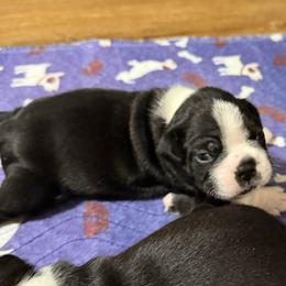 BlackMale - Black and white male Boston Terrier puppy in Mc Donough, Georgia from Ballard Boston Terriers