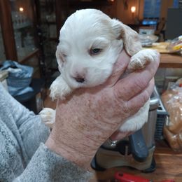 Cocker Spaniel Puppies from Hartwell Cocker Spaniel Kennel