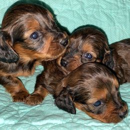 Dachshunds and Welsh Terriers from Bean Creek Dachshunds & Terriers