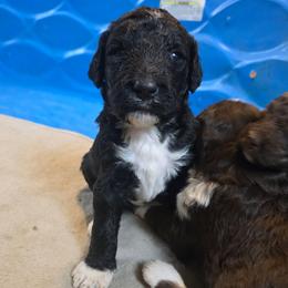 Pumpkin - Black and white female Bernedoodle puppy in Mckenzie, Tennessee from Small Town Doodles & Poodles