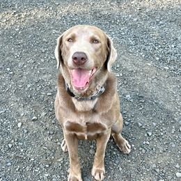 Winnie - Labrador Retriever