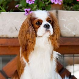 Lego - Cavalier King Charles Spaniel