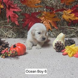 Ocean boy 6 - Light golden male Golden Retriever puppy in Niles, Michigan from Christiana Creek Goldens