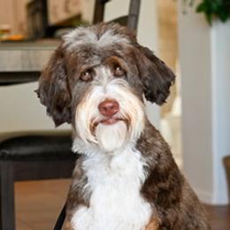 Clover - Bernedoodle