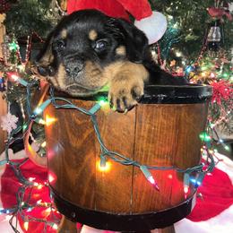Rottweiler Puppies from Vom Arnold-Hause Rottweilers