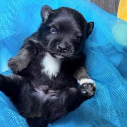 Cadbury - Black and tan male Pomeranian puppy in Clarksville, Tennessee from Bee Mine Maltipoos and Pomeranians