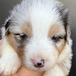 Wyatt Earp - Blue merle male Australian Shepherd puppy in Stanford, Kentucky from Red Feather Aussies