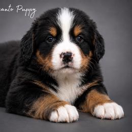 Ezra - Tri-color male Bernese Mountain Dog puppy in Lecanto, Florida from Lecanto Puppy