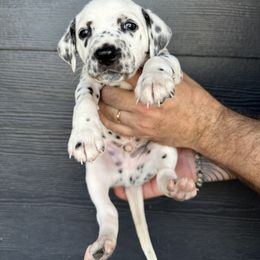 Dalmatian puppies from Black House Dalmatian