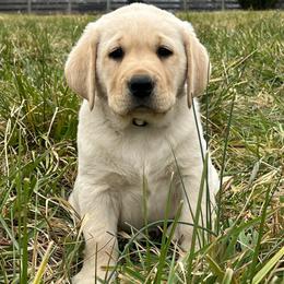 Yellow Boy -Ready for Christmas - Yellow male Labrador Retriever puppy in Beaverdam, Virginia from Gold Heart Labradors