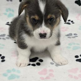 ARCHIE - Blue male Pembroke Welsh Corgi puppy in Walker, Iowa from Double K Corgis