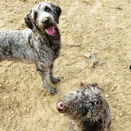 Labradoodles from Mackenzie Seay's Labradoodles