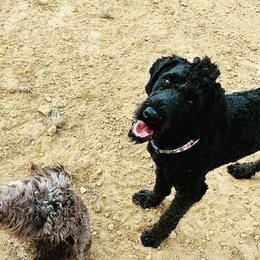 Labradoodles from Mackenzie Seay's Labradoodles