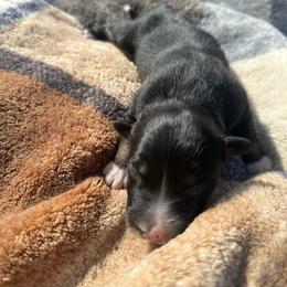 Rey - Black tri-color female Australian Shepherd puppy in Yelm, Washington from Country Rose Australian Shepherds