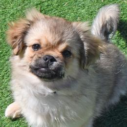 White collar - Sable male Tibetan Spaniel puppy in Elizabeth, Colorado from Tibroke’s