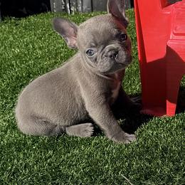 French Bulldog and Goldendoodle Puppies from Haus of Pawz