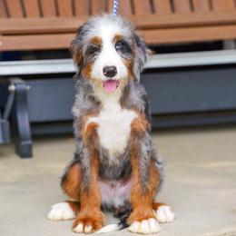 Josh (socialization program grad) - Merle male Bernedoodle puppy in Dundee, Ohio from Down Home Doodle